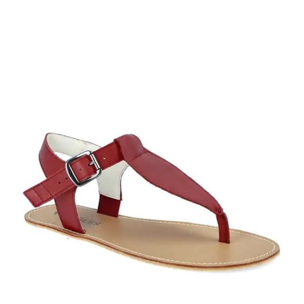Angles Ares Burgundy